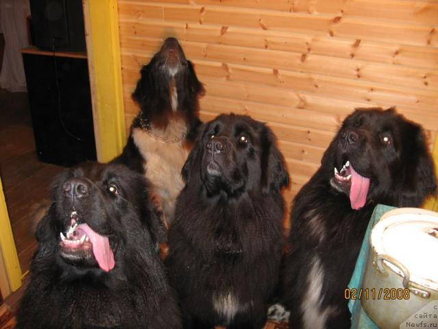 Фото: ньюфаундленд Бесси Вечерняя Звезда, ньюфаундленд Юнона, ньюфаундленд Барбара Черный Брильянт, ньюфаундленд Балустар де Мантальчино