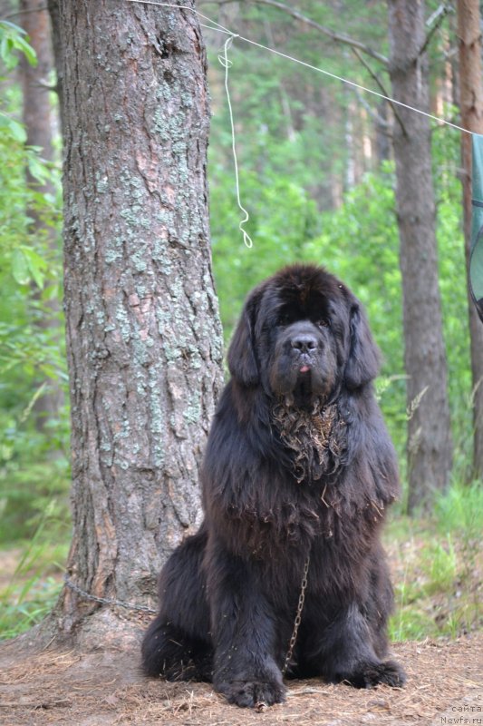 Фото: ньюфаундленд Назар Вятский Медведь (Nazar Vyatskiy Medved)