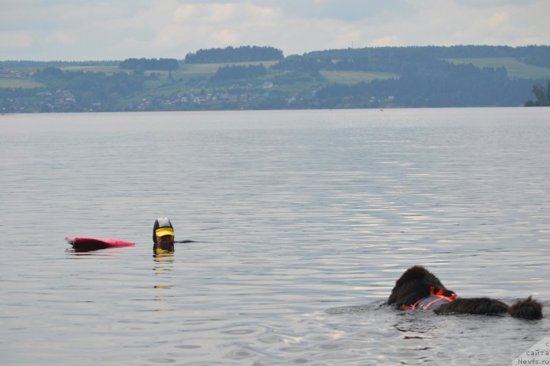 Фото: ньюфаундленд Назар Вятский Медведь (Nazar Vyatskiy Medved)