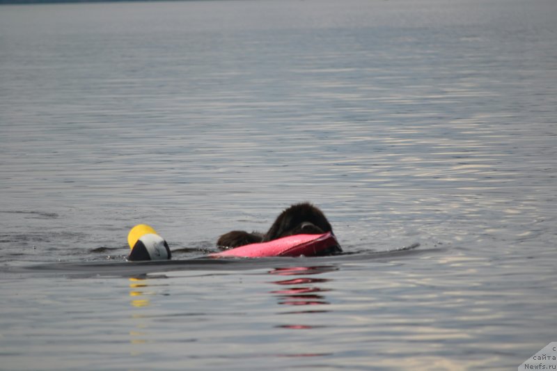 Фото: ньюфаундленд Назар Вятский Медведь (Nazar Vyatskiy Medved)