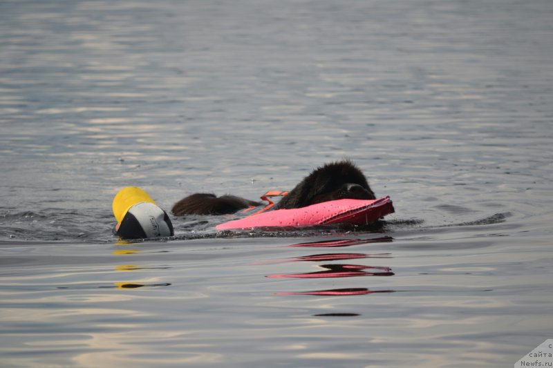 Фото: ньюфаундленд Назар Вятский Медведь (Nazar Vyatskiy Medved)