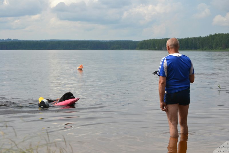 Фото: ньюфаундленд Назар Вятский Медведь (Nazar Vyatskiy Medved)
