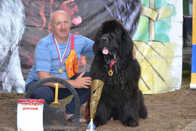 Фото: ньюфаундленд Назар Вятский Медведь (Nazar Vyatskiy Medved)