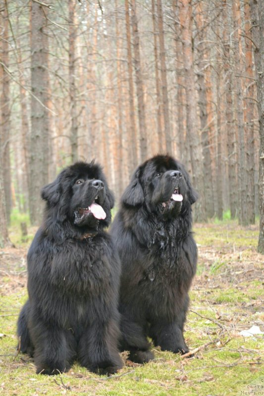 Фото: ньюфаундленд Назар Вятский Медведь (Nazar Vyatskiy Medved), ньюфаундленд Сент Джонс Эксклюзив (Sent Djons Exclusive)