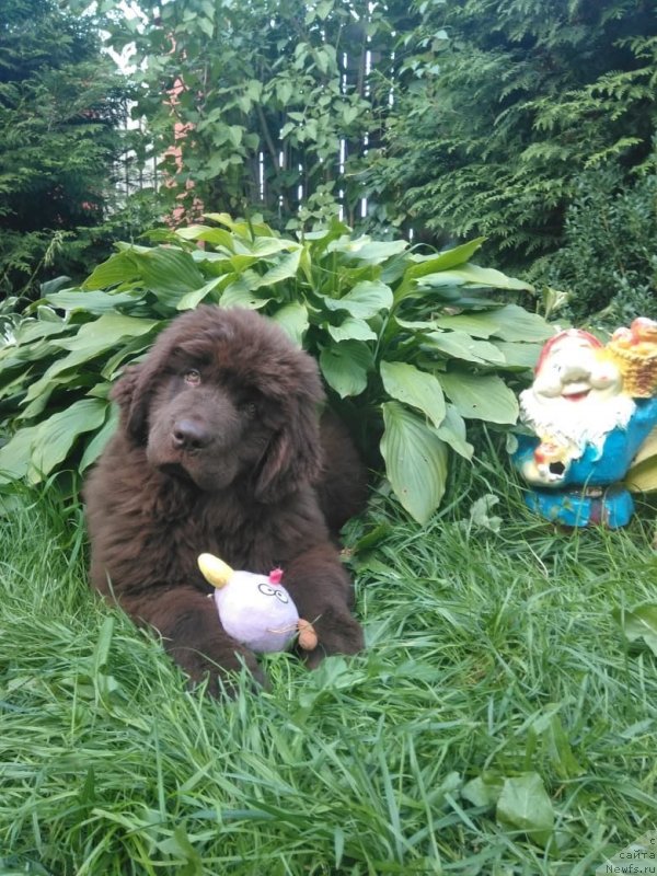 Фото: ньюфаундленд Браунблад МСК Лавли Фаворит