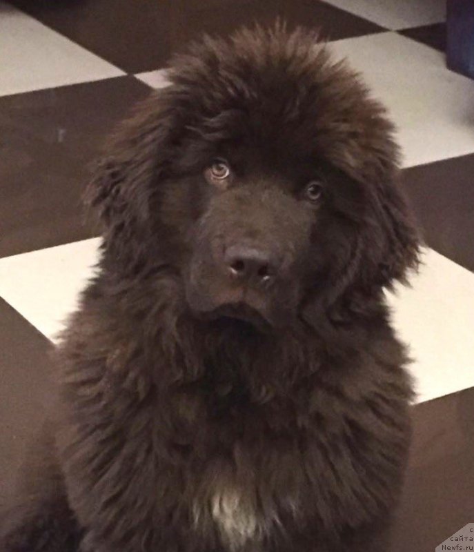 Фото: ньюфаундленд Браунблад МСК Лавли Фаворит