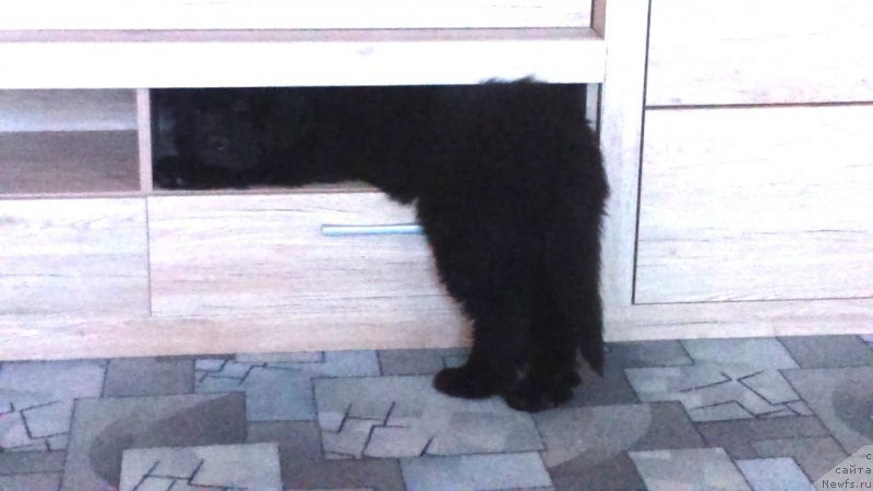 Фото: ньюфаундленд Браунблад МСК Лайт Рэй