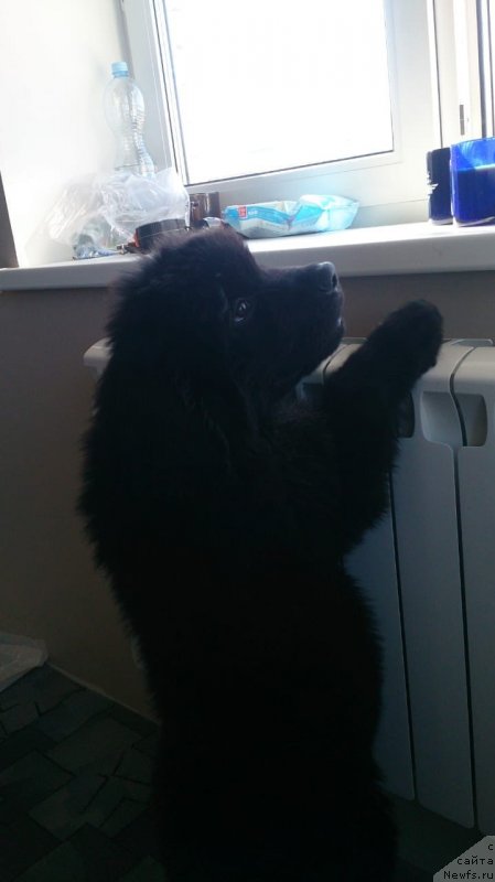 Фото: ньюфаундленд Браунблад МСК Лайт Рэй