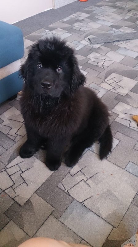 Фото: ньюфаундленд Браунблад МСК Лайт Рэй