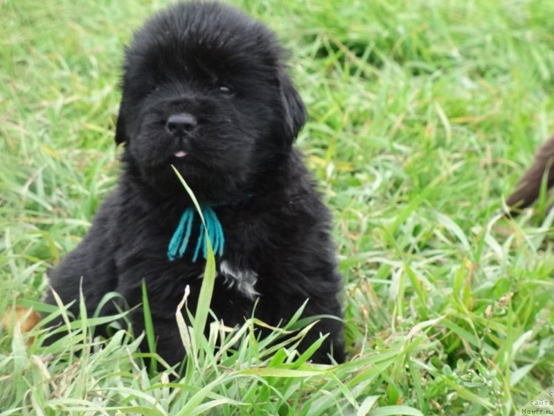Фото: ньюфаундленд Экселент Бьюти