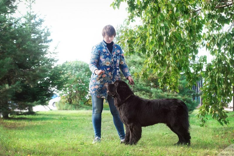 Фото: ньюфаундленд Прометей Даритель Огня (Prometey Daritel Ognya)
