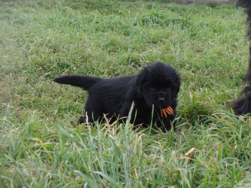 Фото: ньюфаундленд Экселент Бьюти