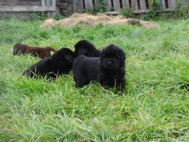 Фото: ньюфаундленд Экселент Бьюти