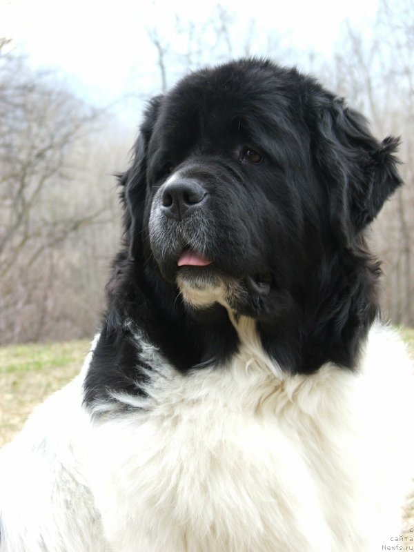 Фотография № 238743