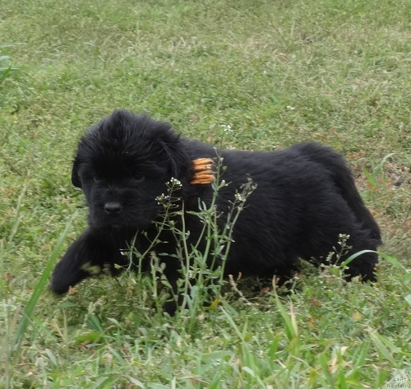 Фото: ньюфаундленд Экселент Бьюти