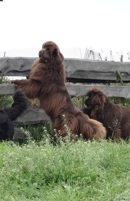 Фото: ньюфаундленд Фанньюф Авалон (Funnewf Avalon)