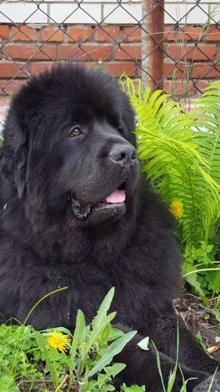 Фото: ньюфаундленд Инвайтинг Лук оф Лав (Inviting Look of Love)