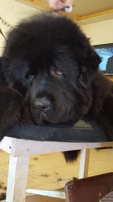 Фото: ньюфаундленд Инвайтинг Лук оф Лав (Inviting Look of Love)