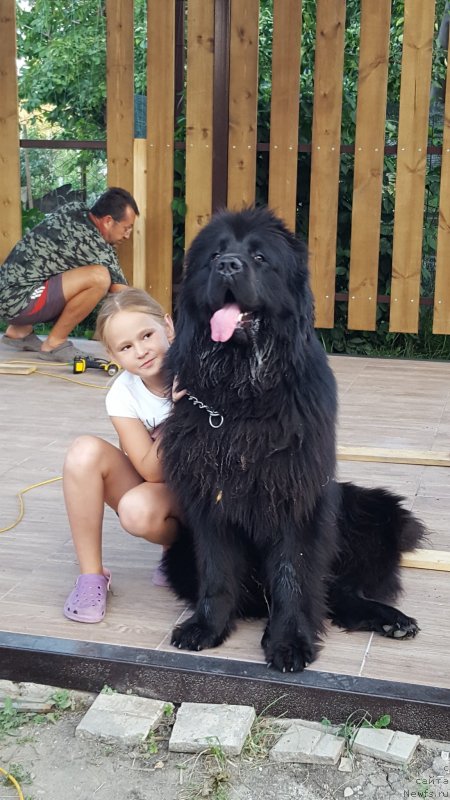 Фото: ньюфаундленд Инвайтинг Лук оф Лав (Inviting Look of Love)