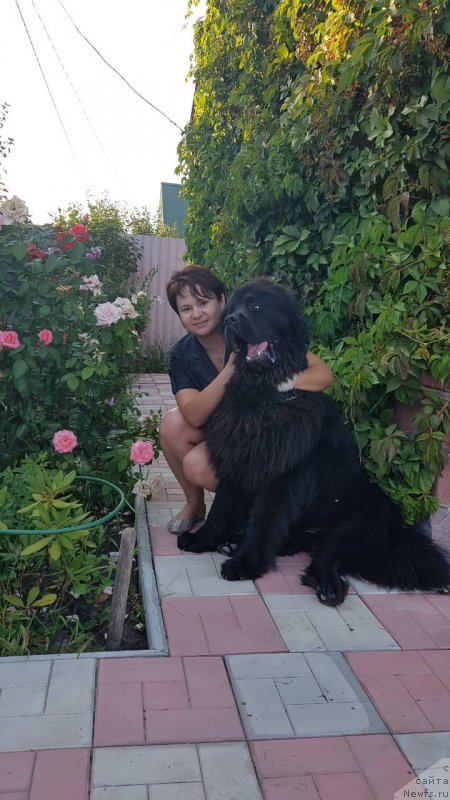 Фото: ньюфаундленд Инвайтинг Лук оф Лав (Inviting Look of Love)