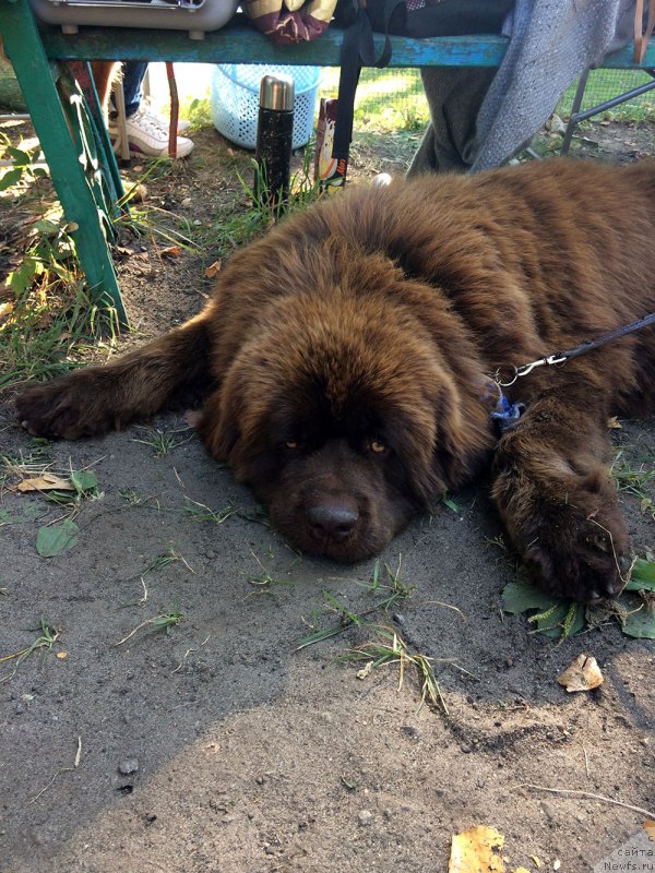 Фотография № 238755