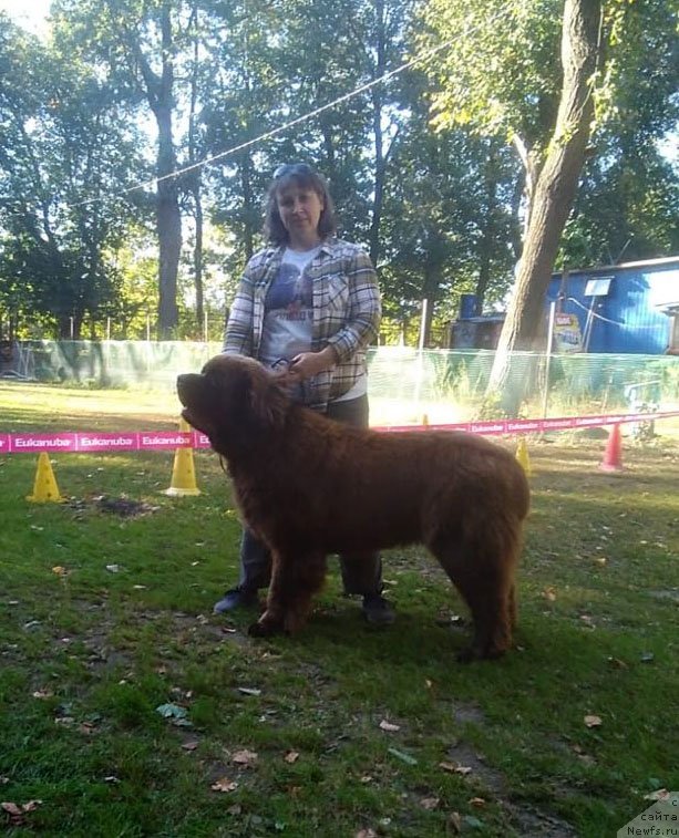 Фото: ньюфаундленд Браунблад  МСК Лион Лаби-Рони (Brownblood MSK Lyon Labi-Roni)