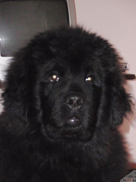 Фото: ньюфаундленд Кудесник Звездный