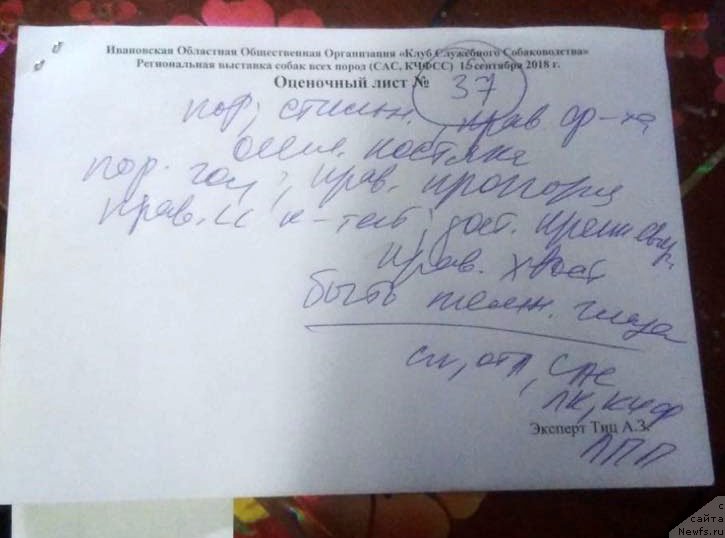 Фото: ньюфаундленд Браунблад  МСК Лион Лаби-Рони (Brownblood MSK Lyon Labi-Roni)