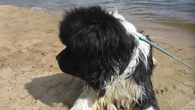 Фото: ньюфаундленд Водограй от Карельских Медведей