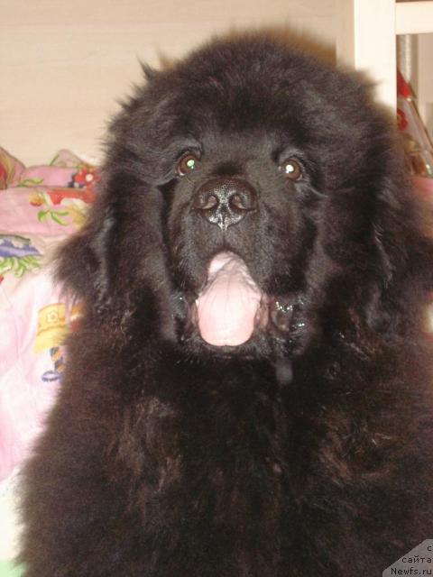 Фото: ньюфаундленд Капитан Ньюфорт