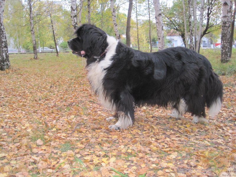 Фото: ньюфаундленд Супер Бизон Гера