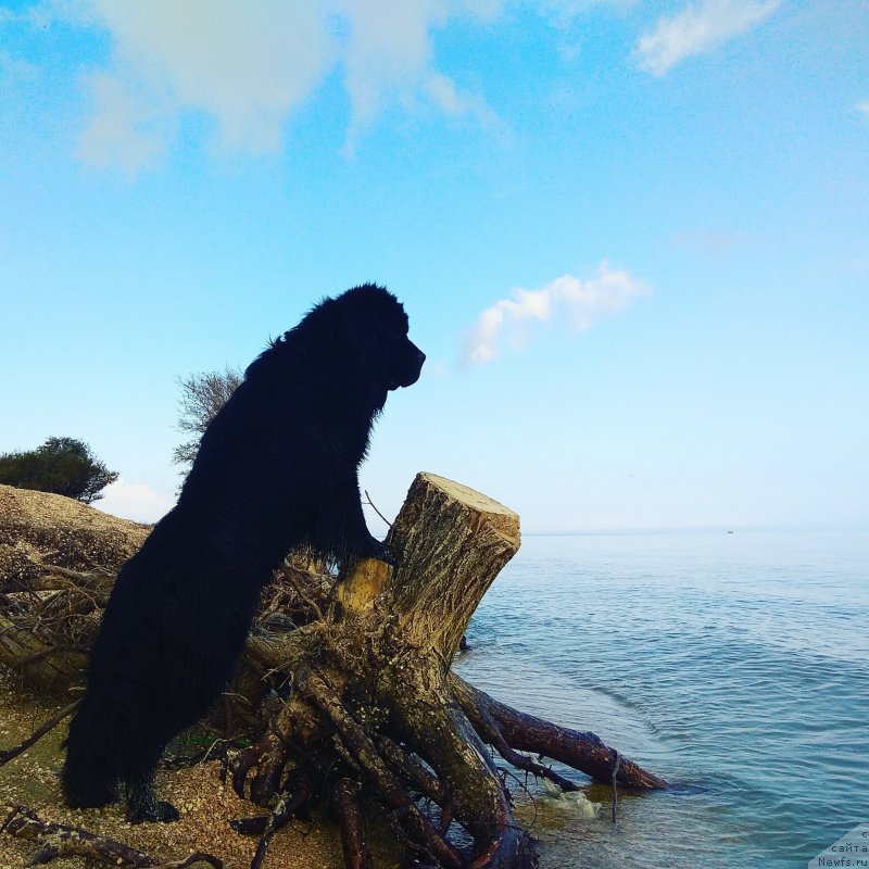 Фотография № 238782