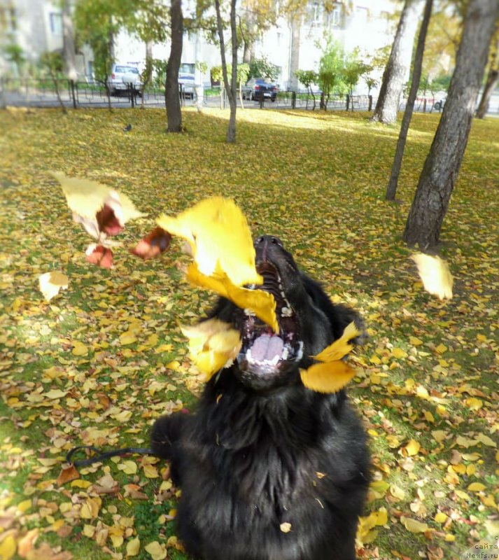 Фотография № 238786