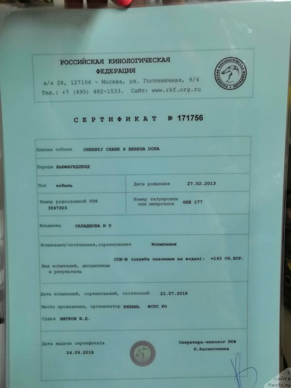 Фото: ньюфаундленд Черный Чанк с Берега Дона (Chernyj Chank s Berega Dona)