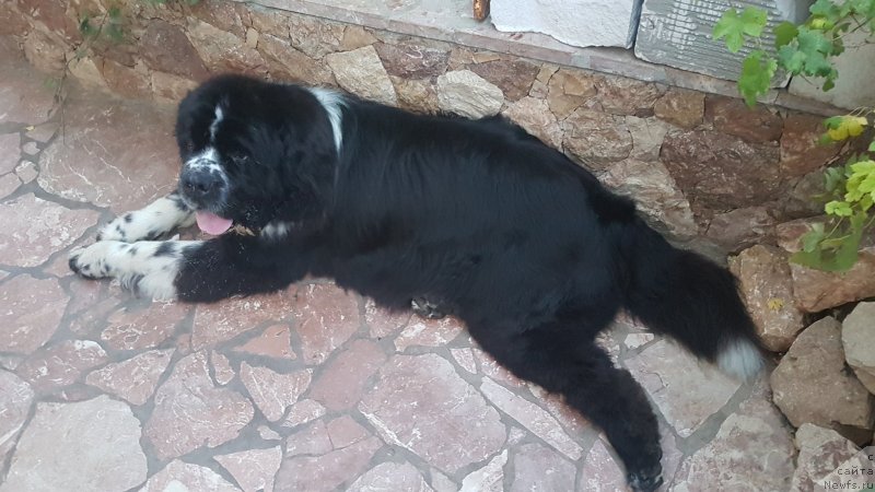 Фото: ньюфаундленд Бард с Берега Дона (Bard s Berega Dona)