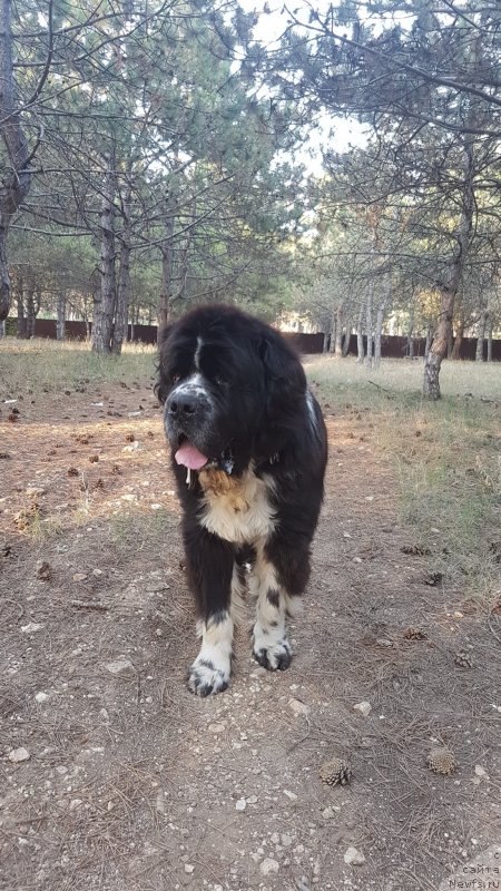 Фото: ньюфаундленд Бард с Берега Дона (Bard s Berega Dona)