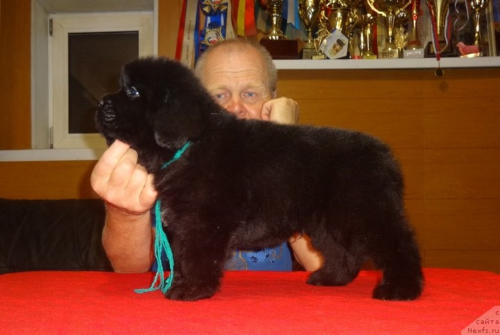 Фото: ньюфаундленд Экселент Бьюти