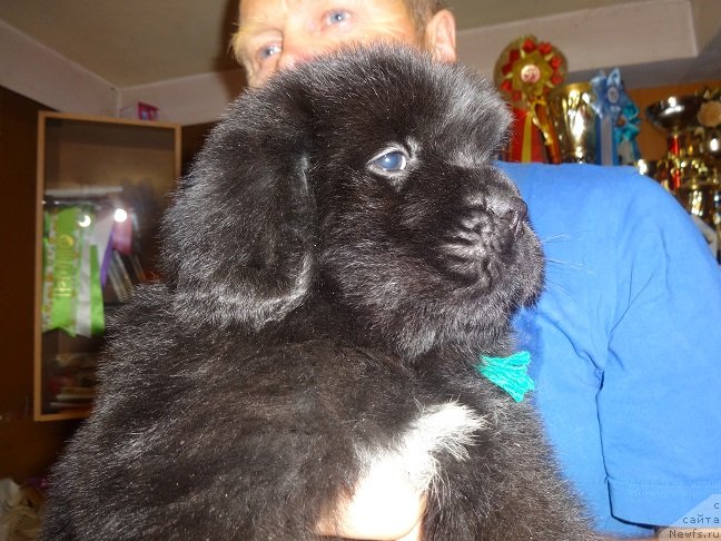 Фото: ньюфаундленд Экселент Бьюти