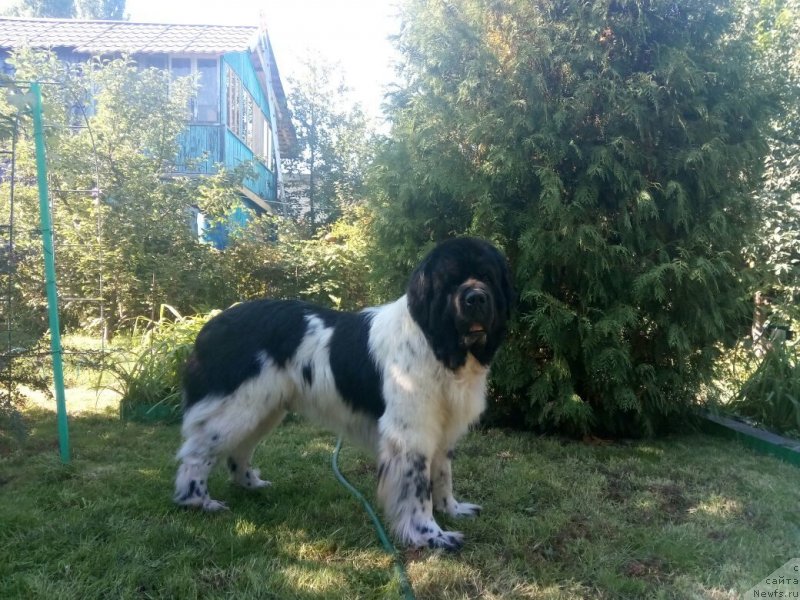 Фото: ньюфаундленд Степная Пальмира Естественно Я Лучший