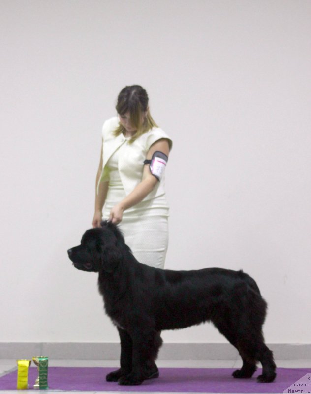 Фото: ньюфаундленд Терра Виктория Кей ту Май Харт (Terra Victoria Key to my Heart)