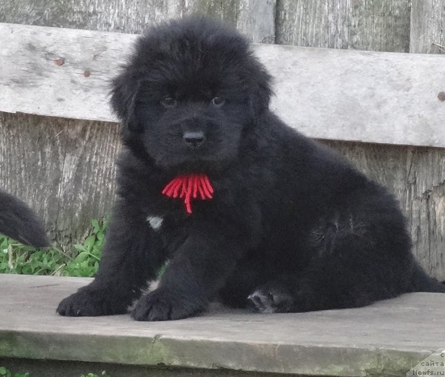 Фото: ньюфаундленд Экселент Бьюти