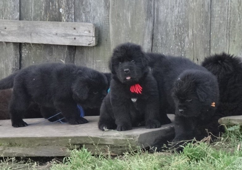 Фото: ньюфаундленд Экселент Бьюти