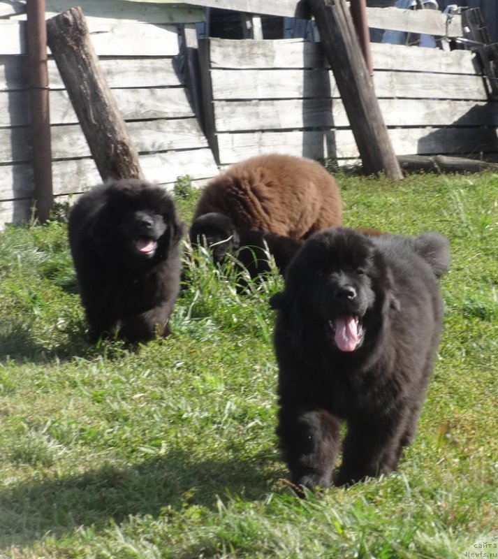 Фото: ньюфаундленд Ньюфорт Уитни Традиция Легенды