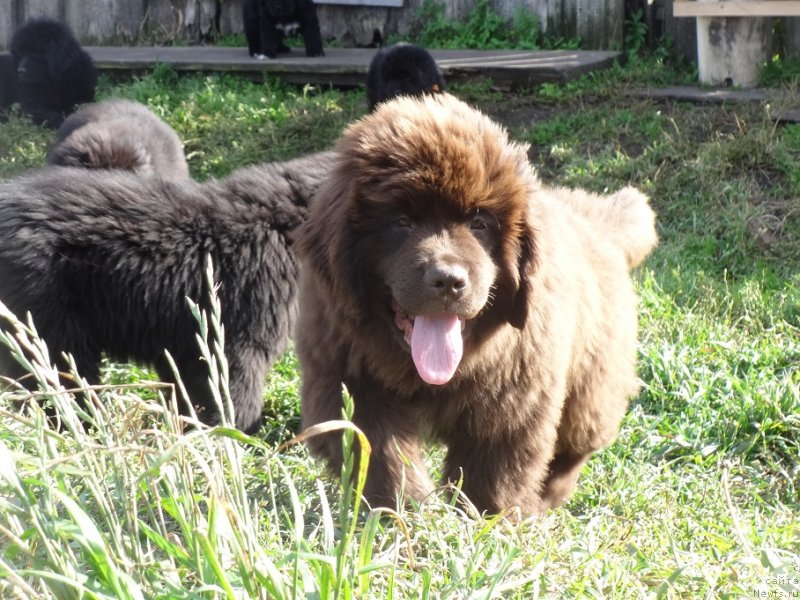 Фото: ньюфаундленд Ньюфорт Уитни Традиция Легенды