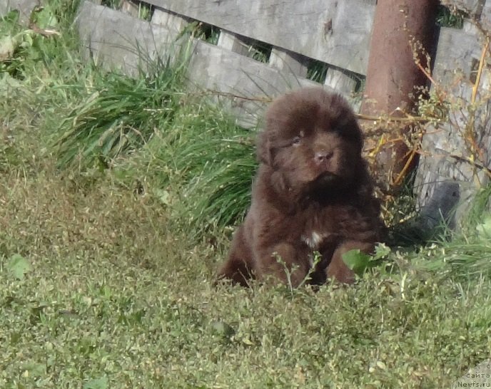 Фото: ньюфаундленд Экселент Бьюти