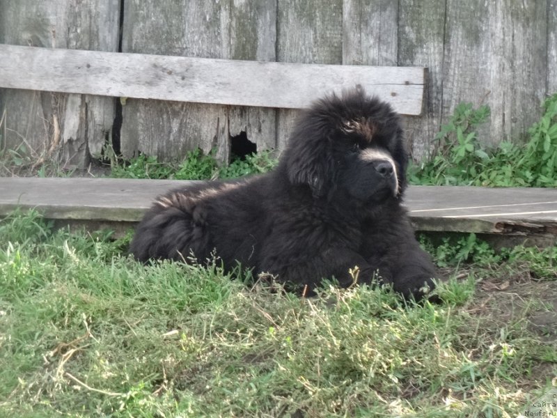 Фото: ньюфаундленд Ньюфорт Уитни Традиция Легенды