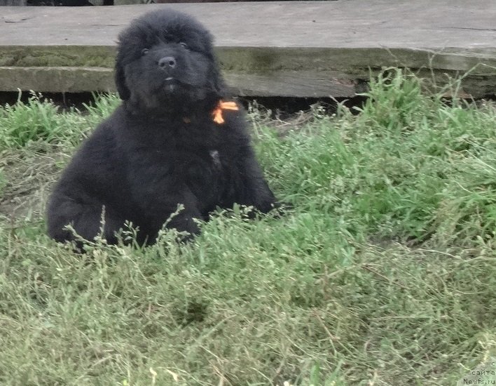 Фото: ньюфаундленд Экселент Бьюти