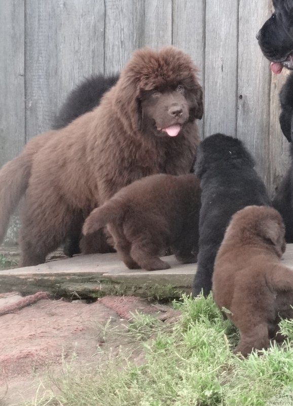 Фото: ньюфаундленд Ньюфорт Уитни Традиция Легенды