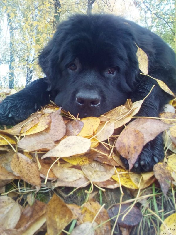 Фотография № 238813