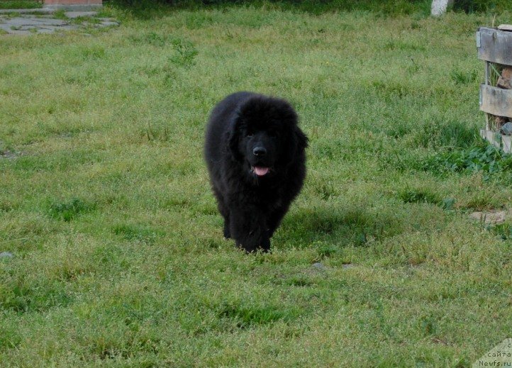 Фото: ньюфаундленд Нао Дель Трато Джонни Деп